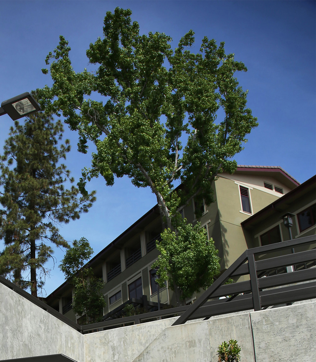 A tree grows between a staircase and a school building at the Chandler School in Pasadena, an educational architecture project in Southern California.